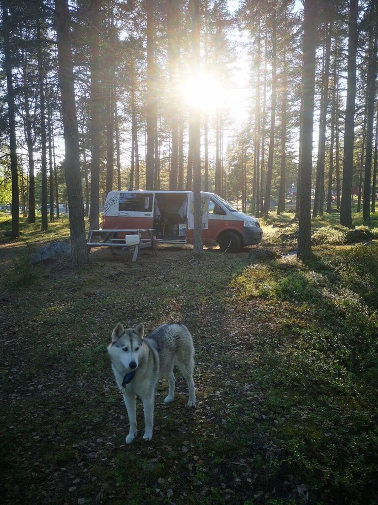 VW T5 im Wald mit Hund